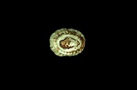 藏品(花帽青螺)的圖片